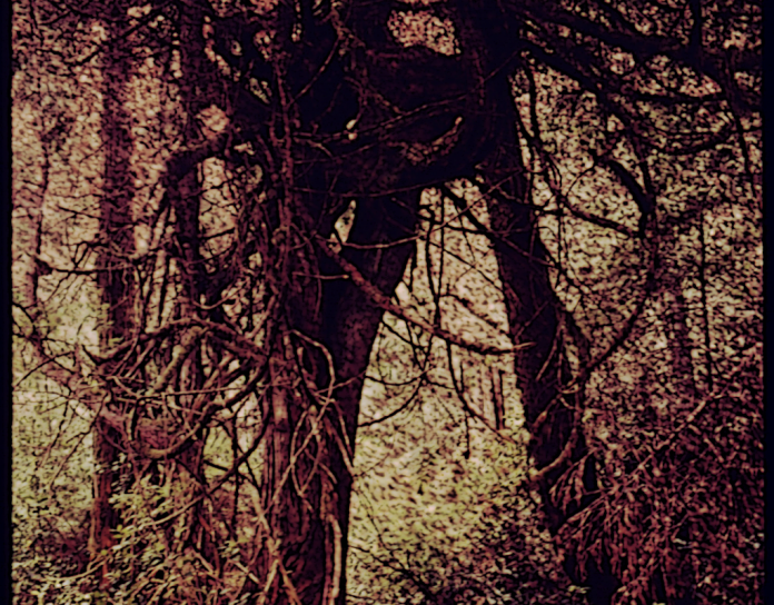 Verwachsener Wald